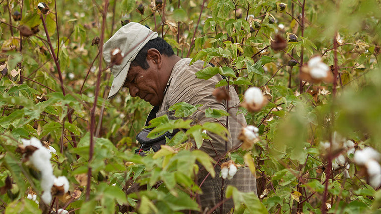 We’re Growing Our Regenerative Organic Certified® Cotton Collection!
